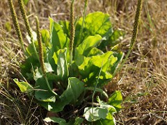 Broadleaf_Plantain