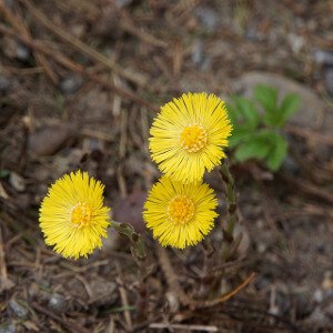 Coltsfoot