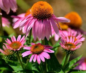 Coneflower