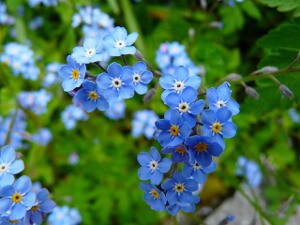 Forget_Me_Not