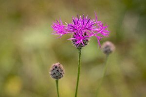 Knapweed