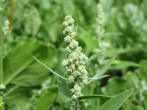 Lambs_Quarters