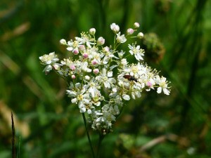 Meadowsweet