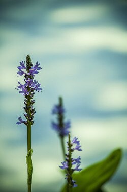 Pickerelweed