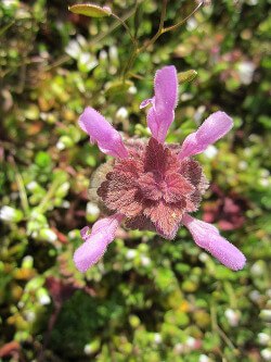 Purple_Deadnettle