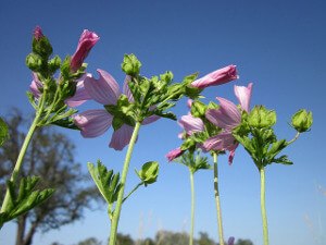 Vervain_Mallow