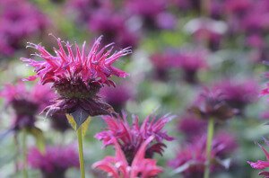 Wild_Bee_Balm