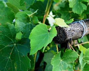 Wild_Grape_Vine