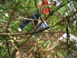 DendrolimusPunctatusWalker