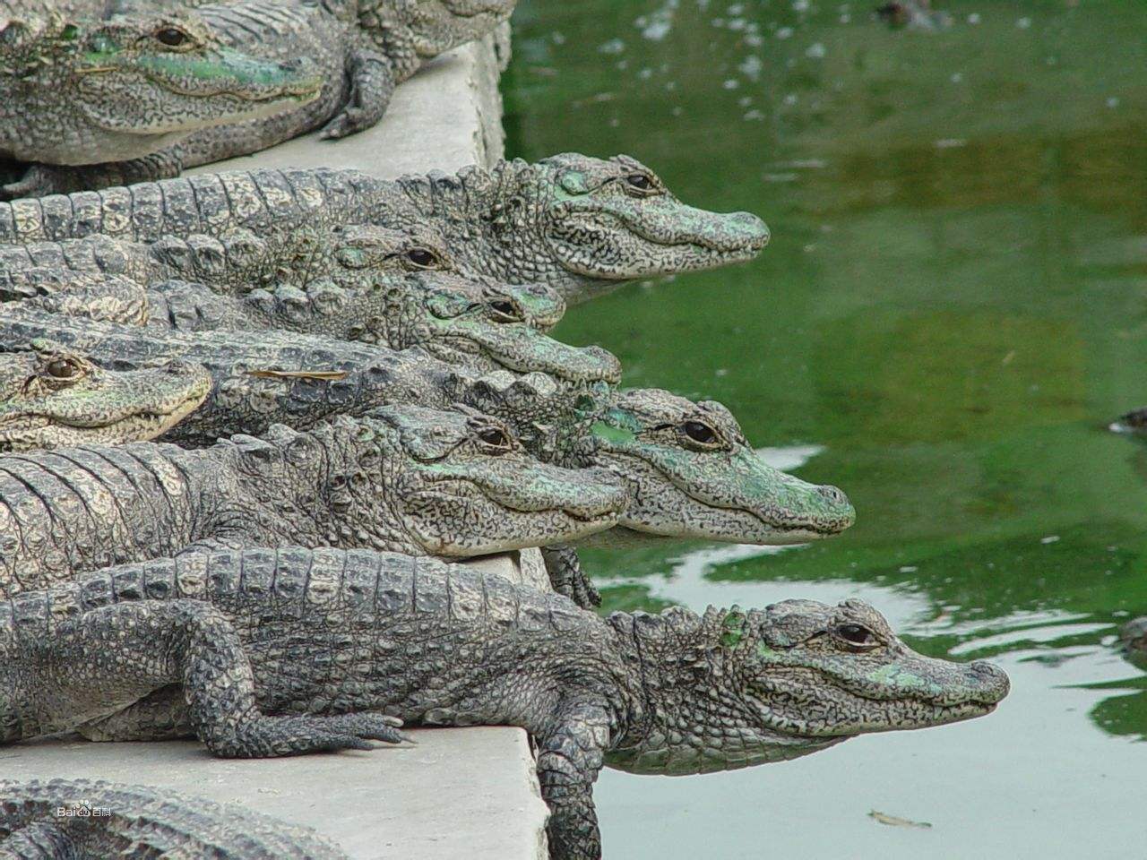 Alligator sinensis