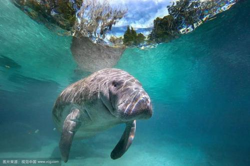 Dugong dugon