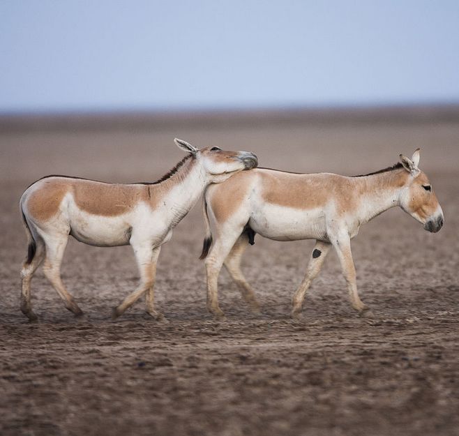 Equus hemionus Pallas