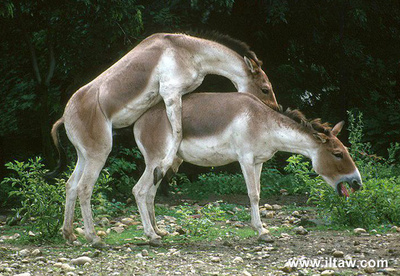 Equus kiang