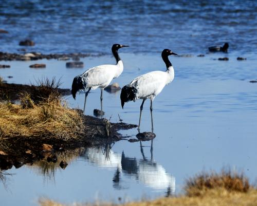 Grus nigricollis