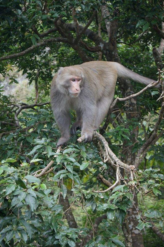 Macaca cyclopis Swinhoe