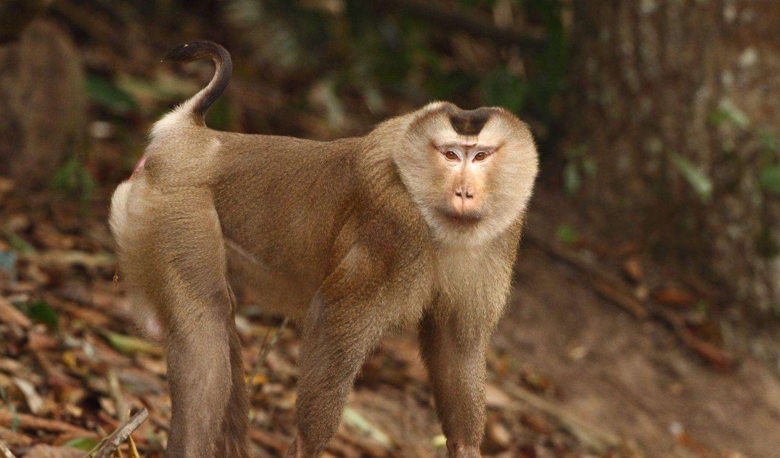 Macaca leonina