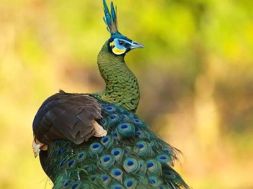 Pavo muticus