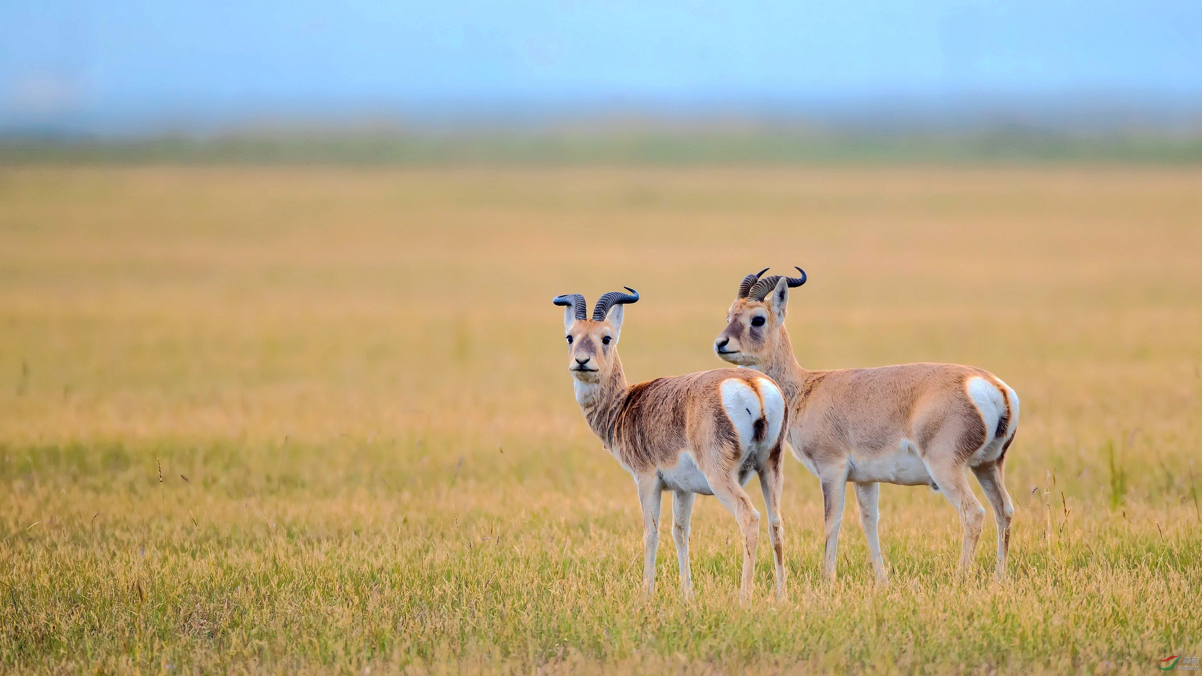 Procapra przewalskii