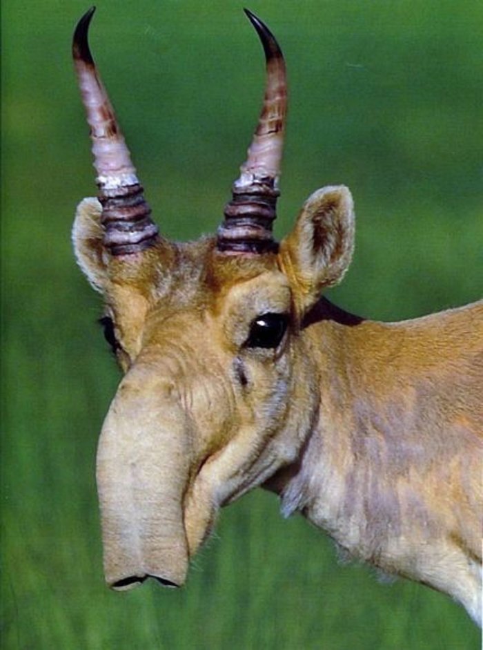 Saiga tatarica