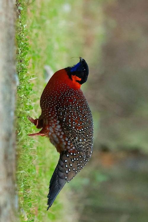 Tragopan satyra