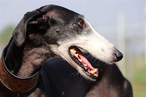 galgo