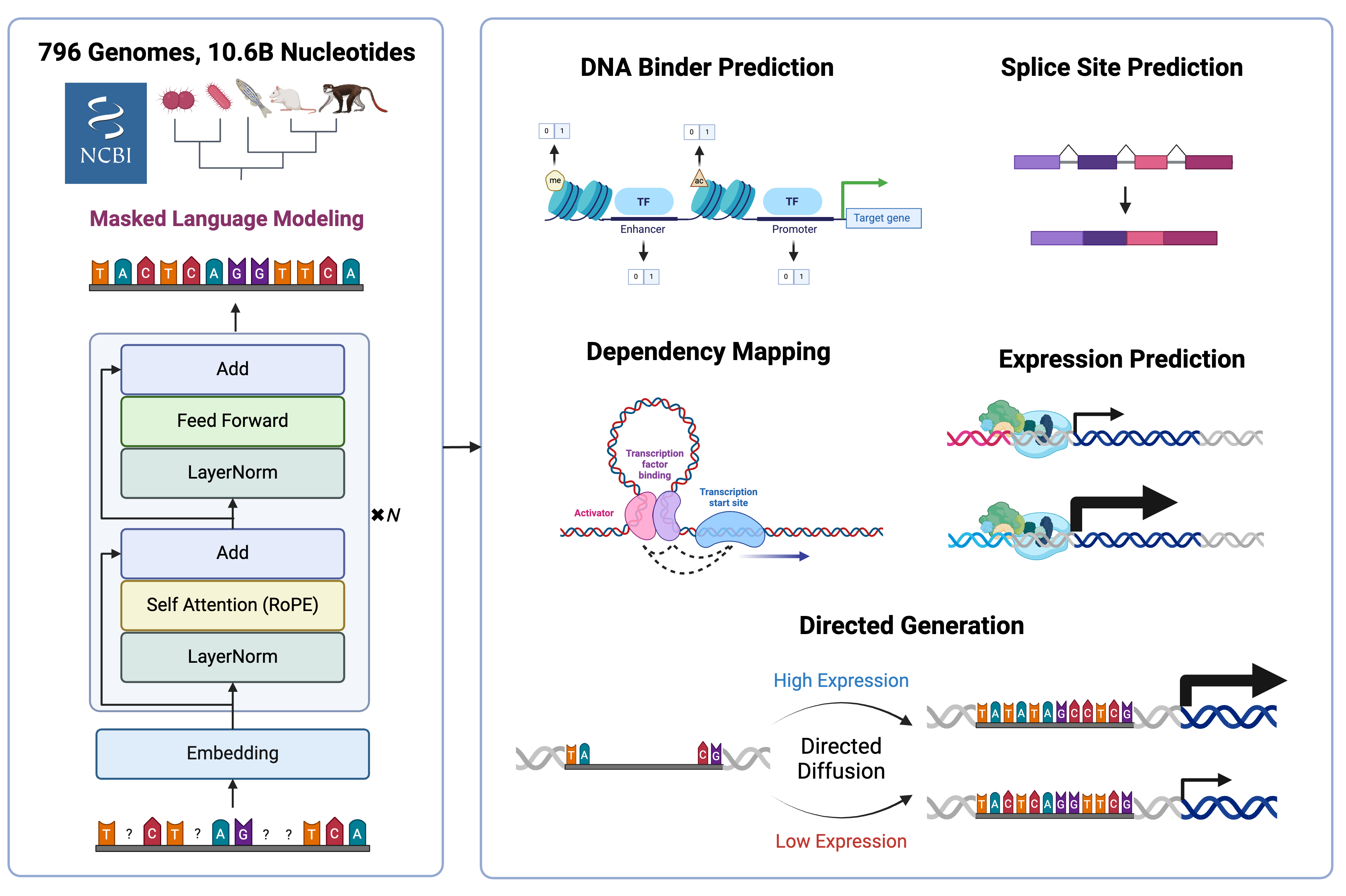 An Overview of AIDO.DNA-7B