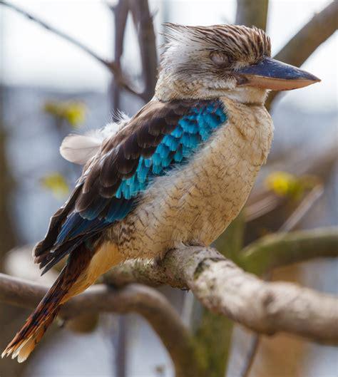 kookaburra