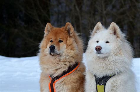 samoyed