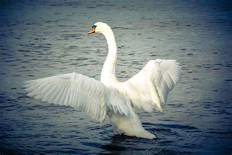 swan