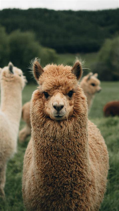 llama