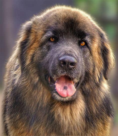 Tibetan Mastiff