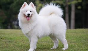 Samoyed.jpeg