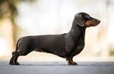 Dachshund_43.jpg