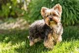 Yorkshire Terrier_92.jpg