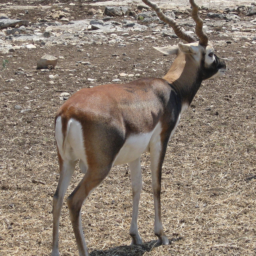 antelope.png