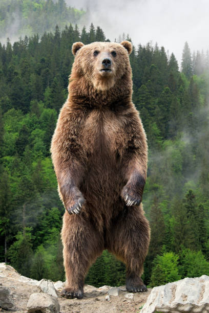 grizzly.jpg