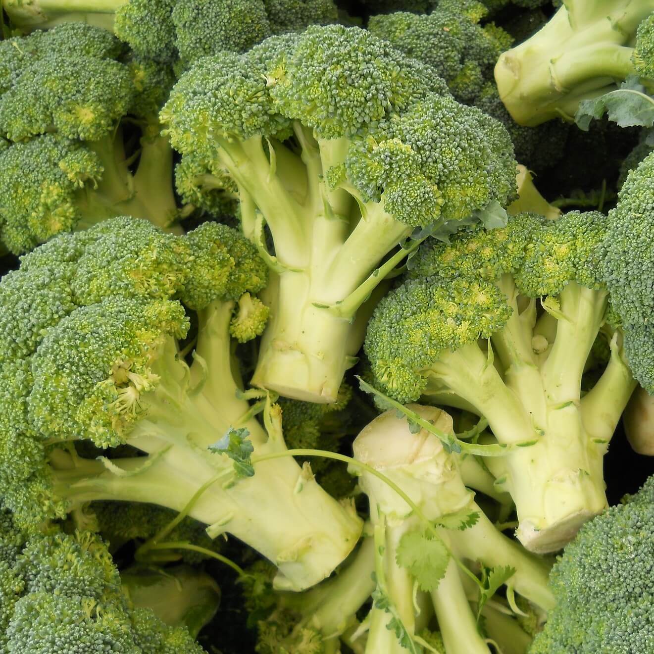 broccoli.jpg