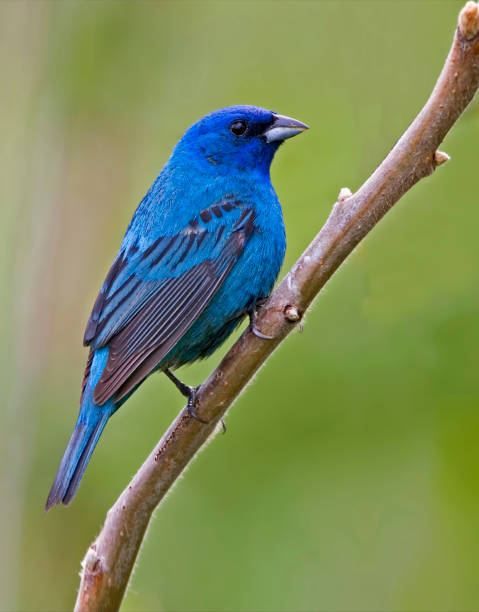 indigobird.jpg