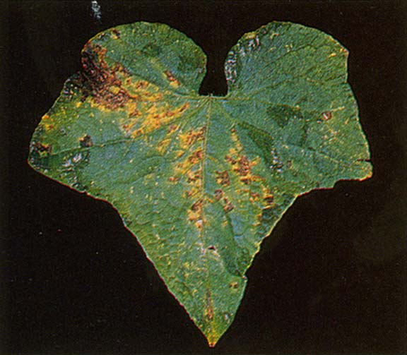 leaf3.jpg