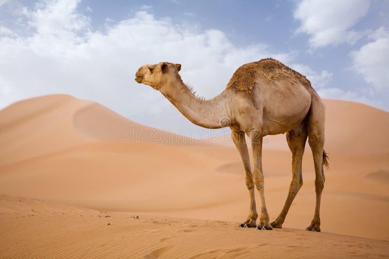 camel.jpg