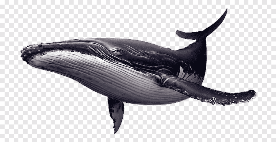 whale.png